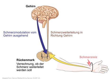 SCHMERZENTSTEHUNG UND SCHMERZWEITERLEITUNG.